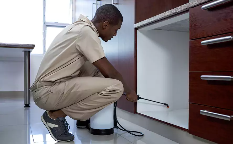 Our Proven Flea Infestation Treatment in Katy