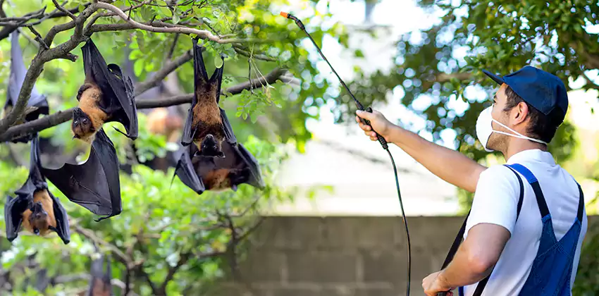 bat-exterminator in Katy, TX
