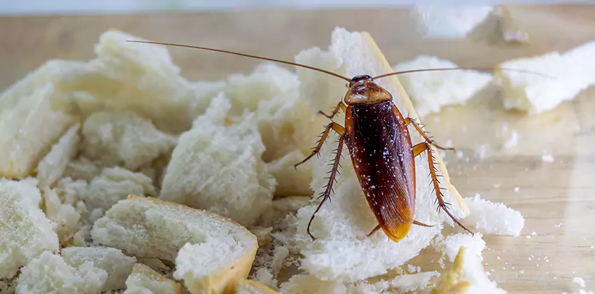 Cockroach Pest Control for Bedrooms in Katy, TX