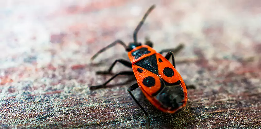 Flea Control for Humans Katy, TX