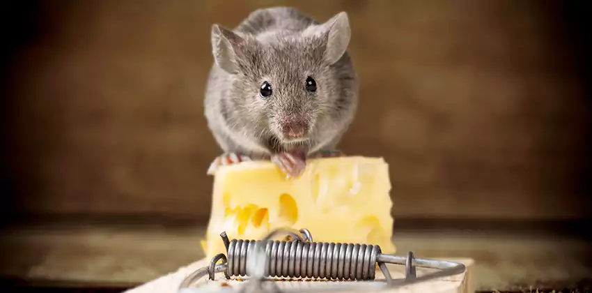 Mice Extermination for Bedrooms in Katy, TX