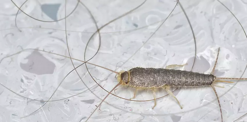 Silverfish Control for Bedrooms Katy, TX