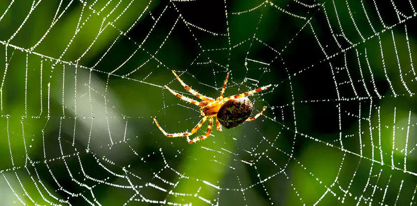 Organic and Chemical Spider Control Options Katy, TX