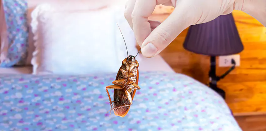 Thrips Treatment for Bedrooms Katy, TX