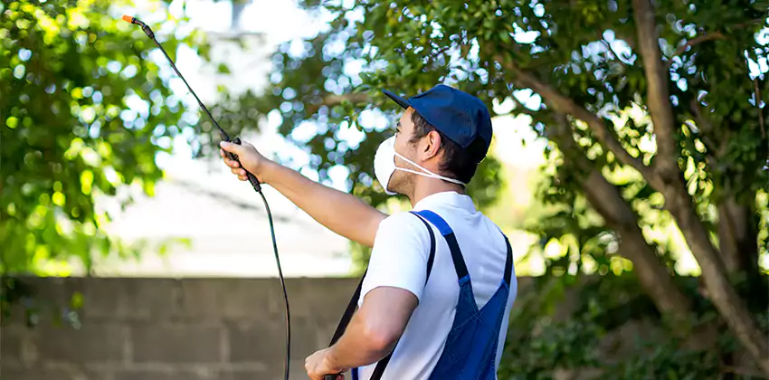 Wasp Control for Bedrooms Katy, TX