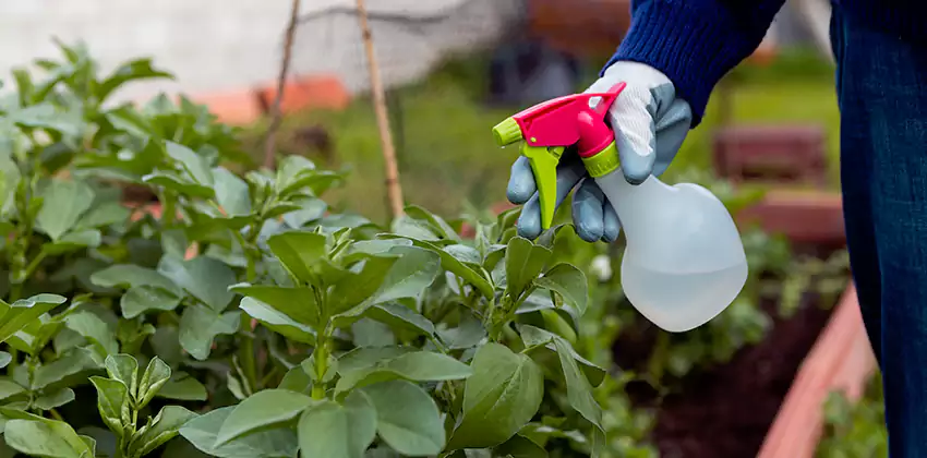 Whitefly Treatment for Bedrooms Katy, TX