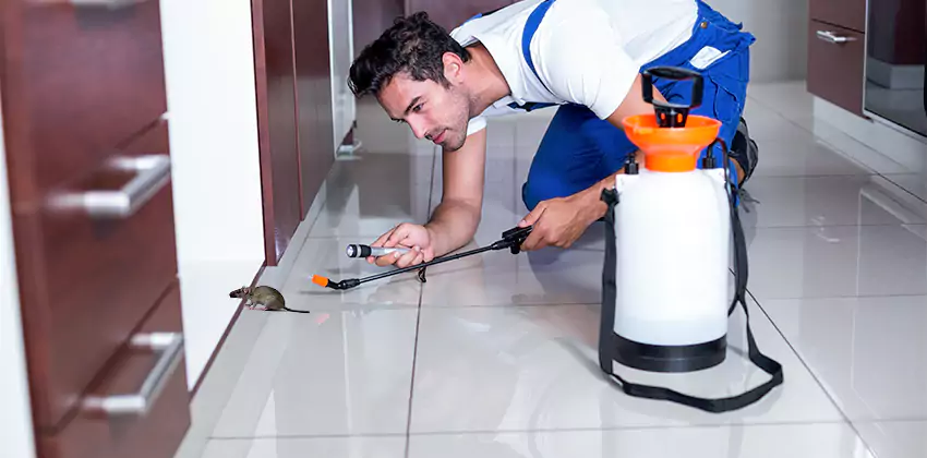 rat-inspection in Katy, TX