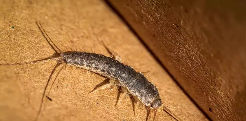 silverfish-control in Katy, TX
