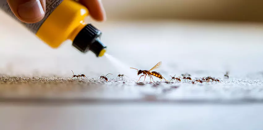 termite-control in Katy, TX