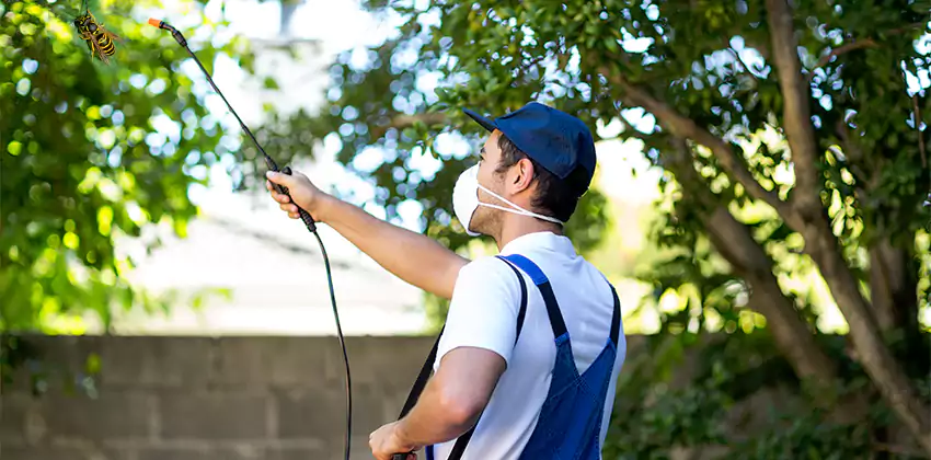 yellow-jacket-exterminator in Katy, TX