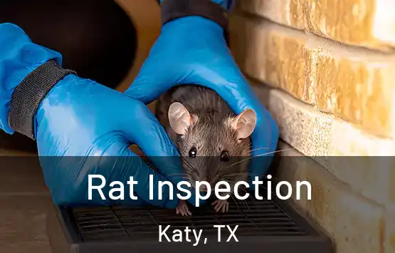  Rat Inspection Katy, TX