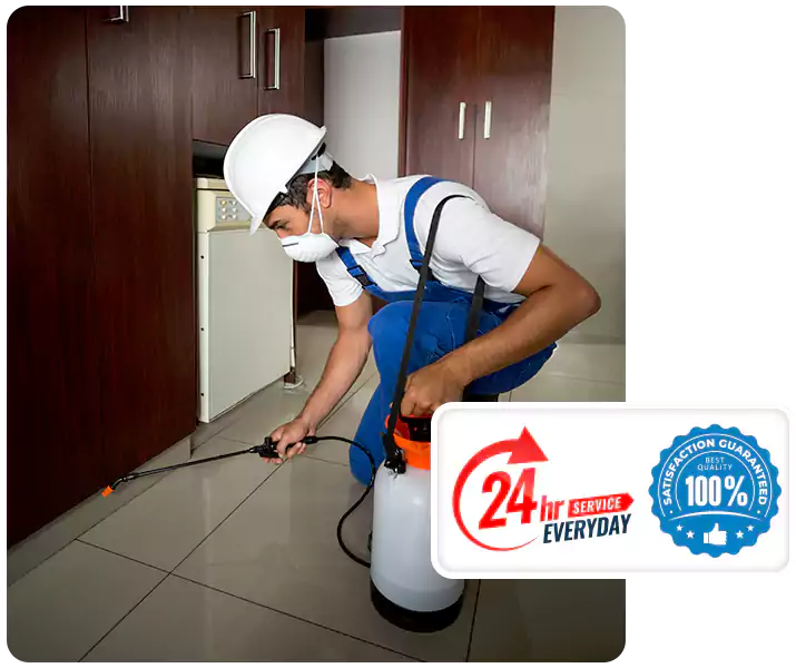 About Termite Treatment Katy