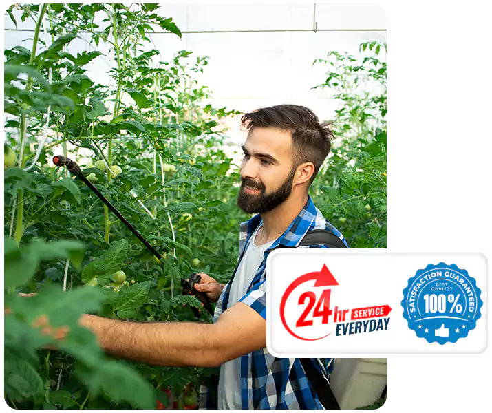 About Whitefly Treatment Katy